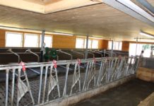 Liegeboxenstall: Kleine Herde, großer Tierkomfort