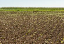 Neuzulassungen und alte Bekannte für den Rapsanbau