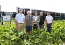 Agri-Photovoltaik mit Kürbis: So könnte nachhaltige Energiewende aussehen