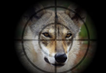 Wolf im Bezirk Imst entnommen