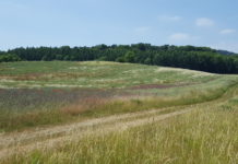 Naturwiederherstellungsgesetz: Trilog beginnt in dieser Woche