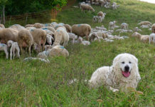 NR Gahr: „Grüne Ideen sind fernab jeder Realität“
