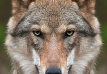 Wolfsmanagement: Tirol begrüßt Entscheidung des EU-Parlaments