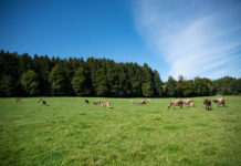 Aktualisierte Agrardaten 2022 online verfügbar