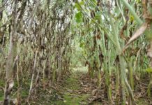 Pioneer-Sorten mit Beize und Biostimulanzien geschützt