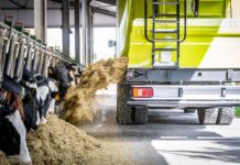 Storti perfektioniert Fütterung