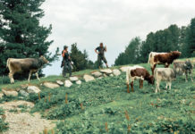 Almgeschichten Folge 3: Der erste Sommer auf der Feldringalm