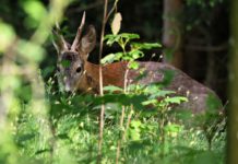 Jägerschaft: „Waldumbau ist das Kardinalthema“