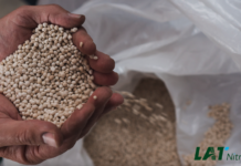 Risikominimierung bei Preisschwankungen – Lehren aus den vergangenen Düngejahren