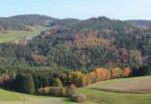 Waldpflege: Welche Faktoren die Trinkwasser-Versorgung beeinflussen