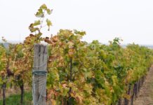 23 Wetterstationen für den Weinbau im Burgenland
