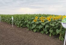 Die Zwischenfrucht für den Flugzeugtank
