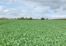 Belkar und Tanaris: Rundum-sorglos-Paket für Raps