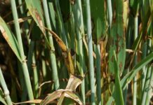 Sommergerste: Wenn der Oktober zum März wird