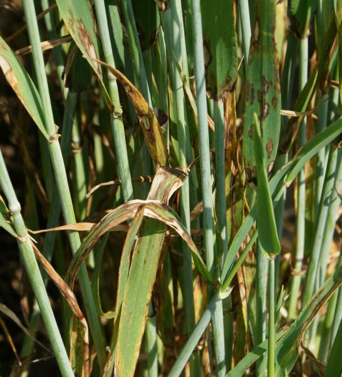 2335 W SG Rhynchosporium