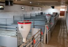 Schweine: Preise hoch, Stimmung verhalten