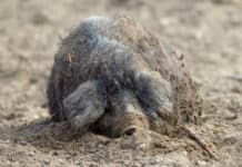 Seltene Rassen weiter im Aufwind