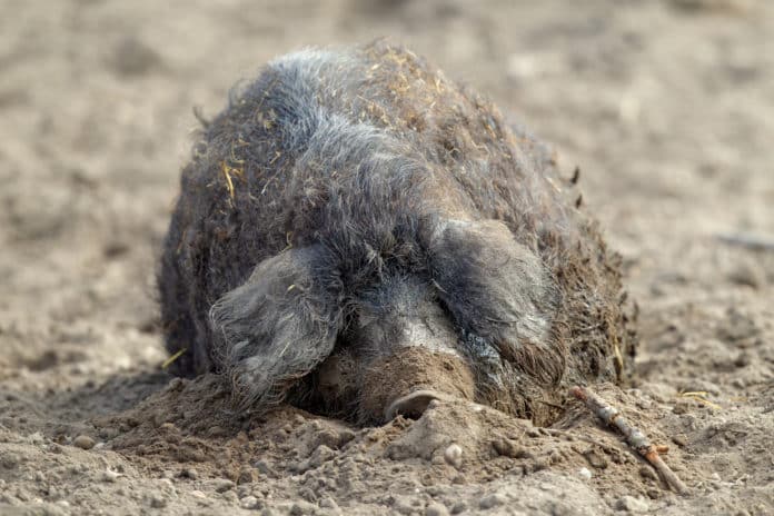 Mangalitza-Wollschwein