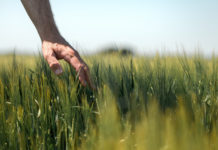 Trinity-Herbstbehandlung schützt Getreide vor Unkraut