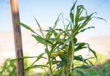 Schon viele „Exoten“ auf heimischem Boden