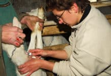 Veterinär-Uni: Chancen für Oberösterreich