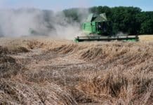 Noch stehendes Getreide: Retten, was zu retten ist