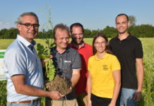 Wie Zwischenfrüchte auf Winterbienen wirken