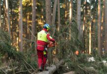 Schutzausrüstung für Kärntner Waldbauern wird gefördert