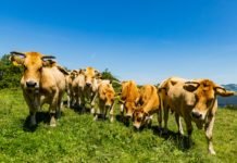 Das Rind mit dem eigenen Buch