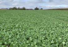 Herbststrategie im Raps 2023 zur Ertragsoptimierung!