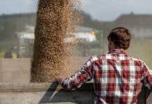 Ernüchternde Bilanz: Ernte nur Durchschnitt, Preise stark gefallen