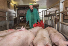 Weniger Schweine und Rinder in den Ställen