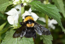 Informationen zu Hummel, Bienen, Falter und Co.