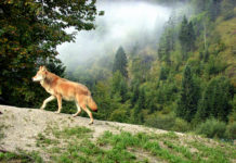 LK Kärnten: Gewessler fällt Almbauern beim Thema Wolf in den Rücken