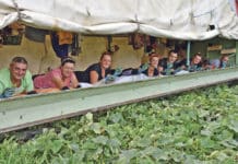 Durchwachsene Bilanz im Obst- und Gemüsebau