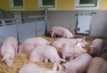 Gemischte Gefühle bei den Schweinebauern
