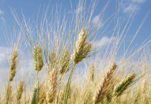 Herbstanbau 2023: Sortenratgeber zu Winterdurum, Dinkel und Winterweizen