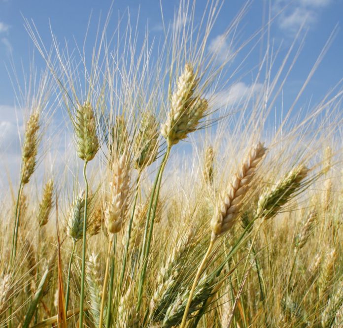 2336 W01 Durum