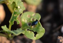 Den Rapserdfloh zielsicher regulieren