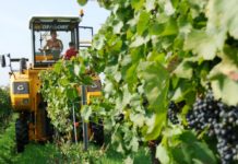 Weinlese 2023: Heiße Herbsttage geben den Trauben jetzt den vollen Reifeschub