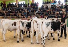 Bundesfleischrinderschau: Die besten Tiere allesamt in einer Arena