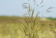 K.o. für Getreidunkräuter gleich in der ersten Runde