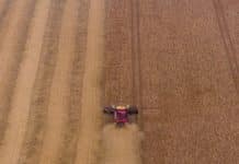 Rekord-Sojaernte erwartet