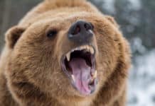 25 Schafe in Reutte nach Bärensichtung vermisst