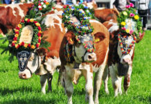 Almabtrieb: Keine Selbstverständlichkeit