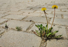 Tirol bekennt sich zu 2,5 ha pro Tag