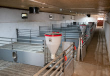 EU-Schweinebestände gehen weiter zurück