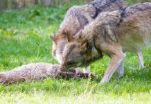 Auch Kärnten fordert von EU Überdenken von Wolfsschutz