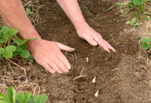 Ab ins Gemüsebeet mit dem Knoblauch