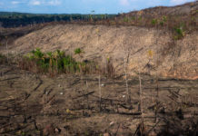 Agrarexporte kontra Regenwald